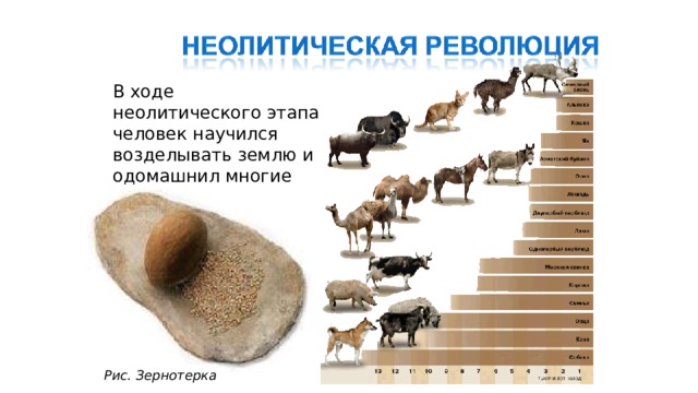 В ходе неолитического этапа человек научился возделывать землю и одомашнил многие виды животных. Рис. Зернотерка