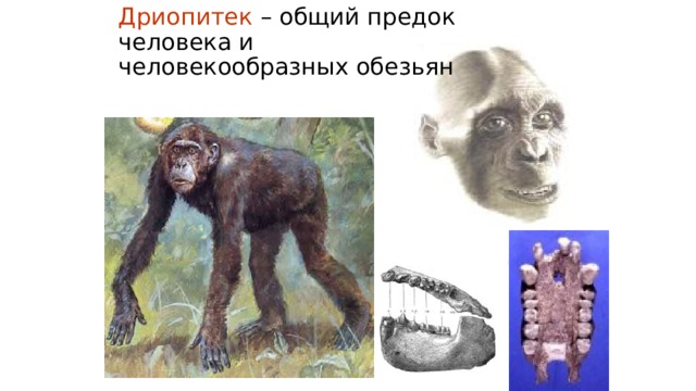 Дриопитек – общий предок человека и человекообразных обезьян