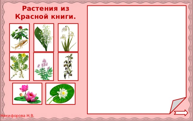 Растения из Красной книги.
