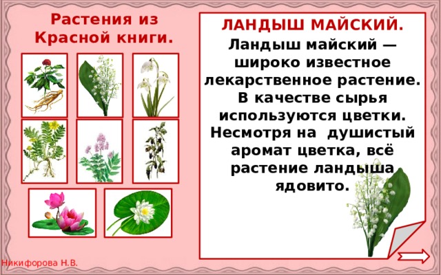 Растения из Красной книги. ЛАНДЫШ МАЙСКИЙ. Ландыш майский — широко известное лекарственное растение. В качестве сырья используются цветки. Несмотря на душистый аромат цветка, всё растение ландыша ядовито.