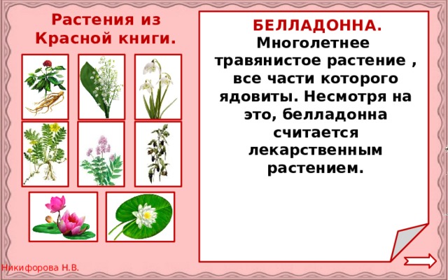 Растения из Красной книги. БЕЛЛАДОННА. Многолетнее травянистое растение , все части которого ядовиты. Несмотря на это, белладонна считается лекарственным растением.