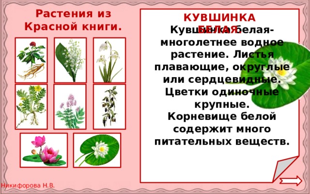 Растения из Красной книги. КУВШИНКА БЕЛАЯ. Кувшинка белая-многолетнее водное растение. Листья плавающие, округлые или сердцевидные. Цветки одиночные крупные. Корневище белой содержит много питательных веществ.