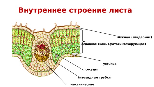 Внутреннее строение листа кожица (эпидермис) основная ткань (фотосинтезирующая) устьице сосуды ситовидные трубки механические  волокна