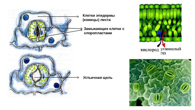Клетки эпидермы (кожицы) листа Замыкающие клетки с хлоропластами Устьичная щель