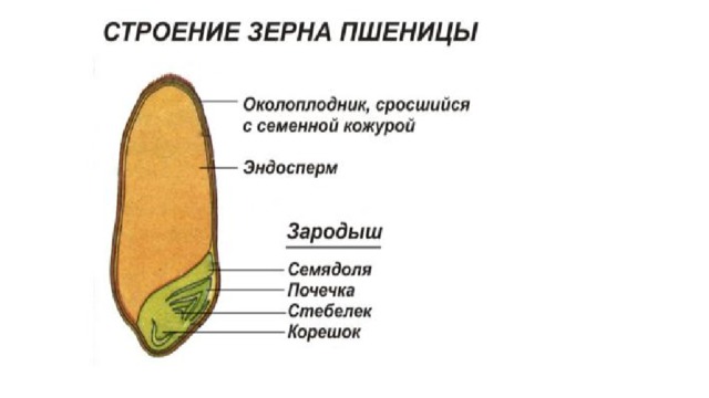 Особенности семян однодольных картофель семена продать
