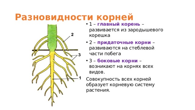 Разновидности корней 1 – главный корень – развивается из зародышевого корешка 2 – придаточные корни – развиваются на стеблевой части побега 3 – боковые корни – возникают на корнях всех видов. Совокупность всех корней образует корневую систему растения.