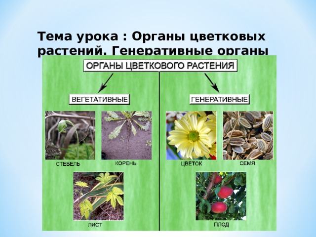 Тема урока : Органы цветковых растений. Генеративные органы