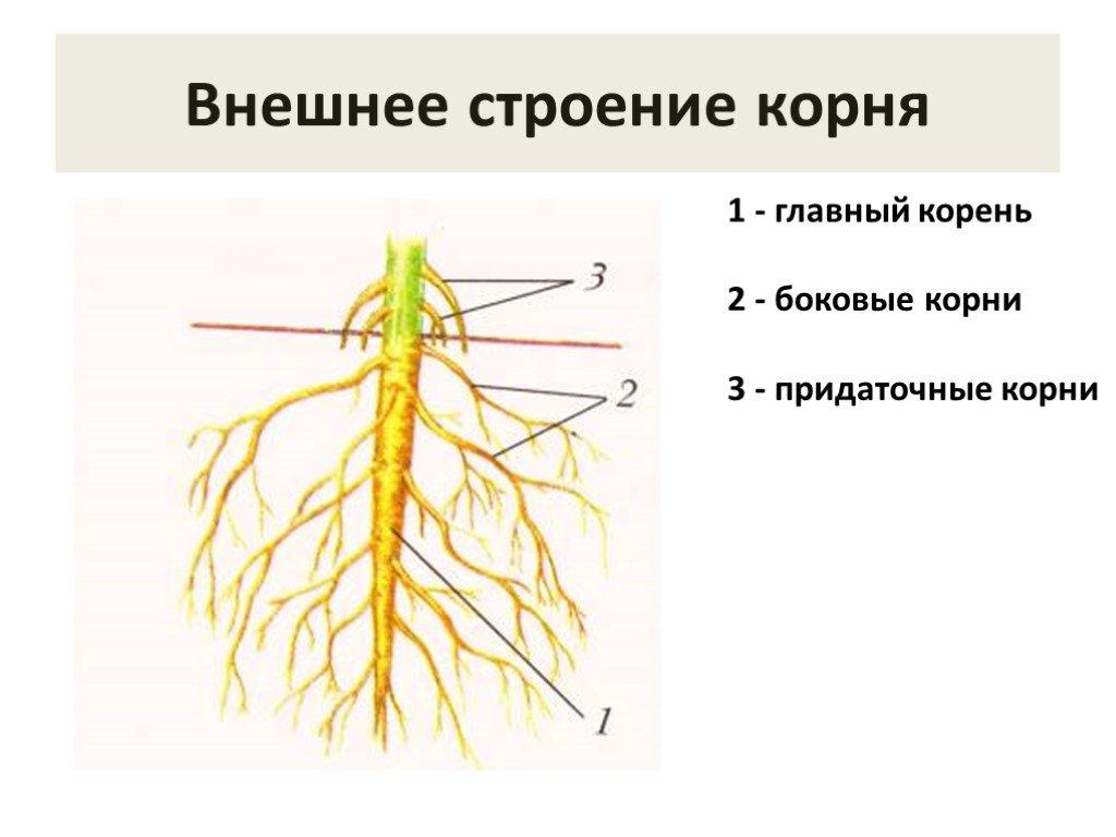 Название частей корня. Рис 104 строение корня. Внешнее и внутреннее строение корня, зоны корня. Внутреннее и внешнее строение корня биология 6. Внешнее строение корня и корневых систем.