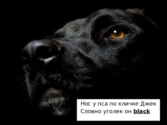 Нос у пса по кличке Джек Словно уголек он black