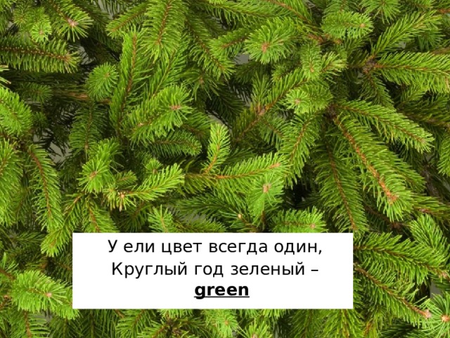 У ели цвет всегда один, Круглый год зеленый – green