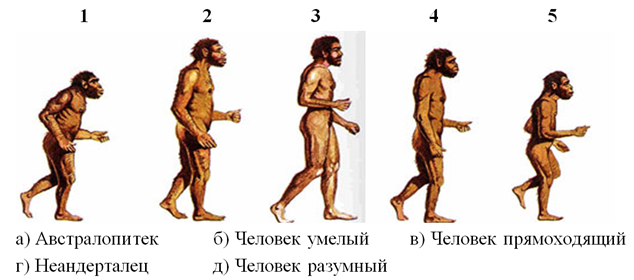 Этапы эволюции человека австралопитек. Таблица человек умелый человек прямоходящий человек разумный. Неандерталец кроманьонец человек умелый человек прямоходящий. Эволюция человека хомо сапиенс. Таблица эволюции неандерталец кроманьонец.
