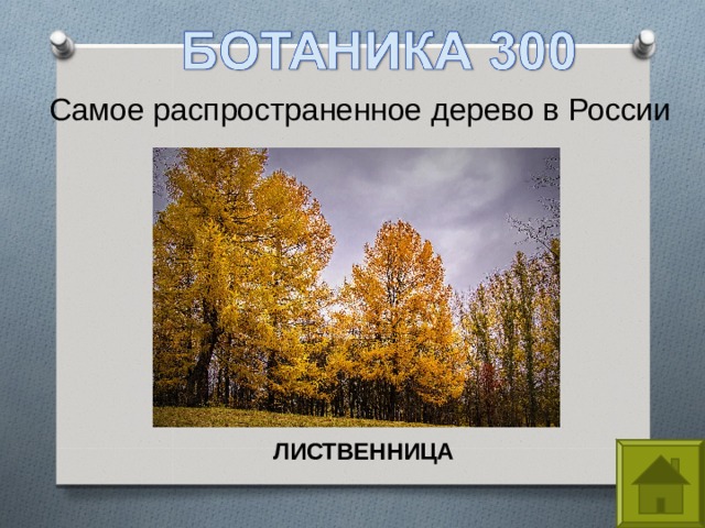 Самое распространенное дерево в России ЛИСТВЕННИЦА