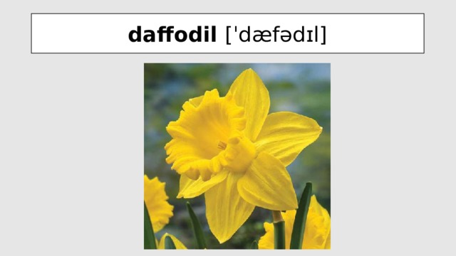 daffodil [ˈdæfədɪl]
