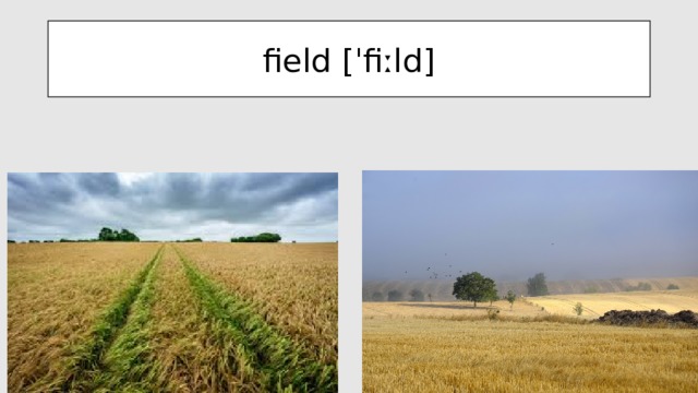 field [ˈfiːld]
