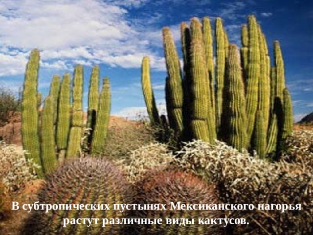 В субтропических пустынях Мексиканского нагорья растут различные виды кактусов.