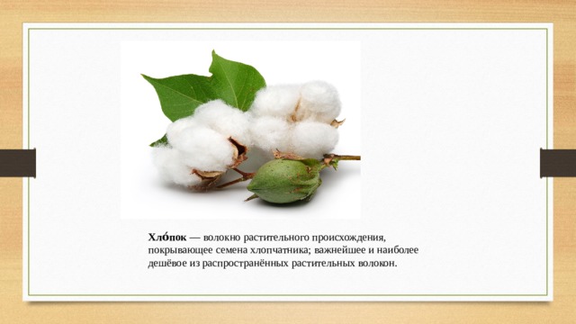 Хло́пок  — волокно растительного происхождения, покрывающее семена хлопчатника; важнейшее и наиболее дешёвое из распространённых растительных волокон.