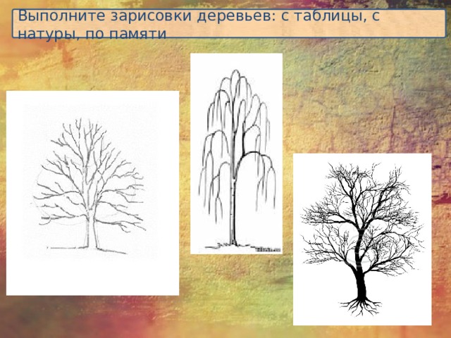 Выполните зарисовки деревьев: с таблицы, с натуры, по памяти