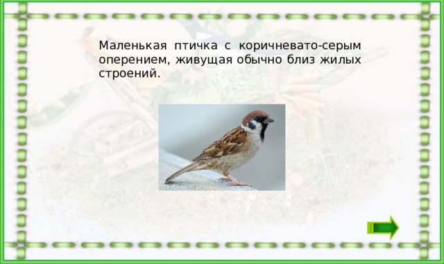 Маленькая птичка с коричневато-серым оперением, живущая обычно близ жилых строений.