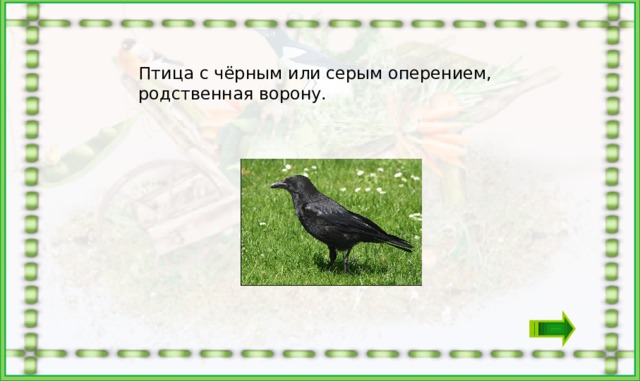 Птица с чёрным или серым оперением, родственная ворону.