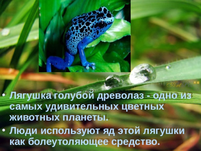 Лягушка голубой древолаз - одно из самых удивительных цветных животных планеты.  Люди используют яд этой лягушки как болеутоляющее средство.
