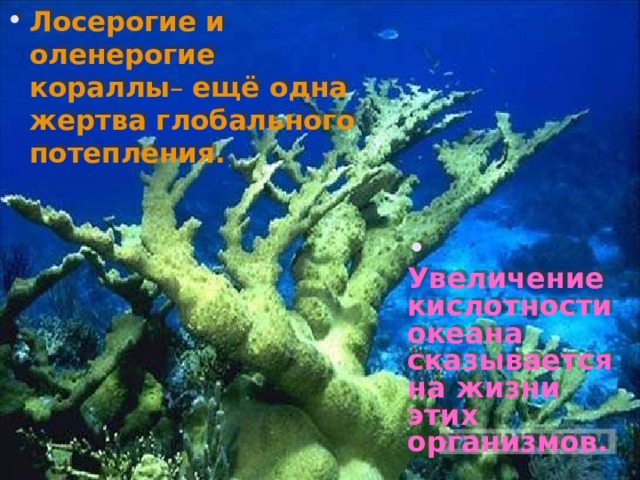 Лосерогие и оленерогие кораллы – ещё одна жертва глобального потепления.  Увеличение кислотности океана сказывается на жизни этих организмов.