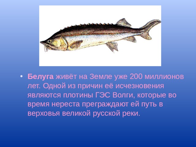 Белуга живёт на Земле уже 200 миллионов лет. Одной из причин её исчезновения являются плотины ГЭС Волги, которые во время нереста преграждают ей путь в верховья великой русской реки.