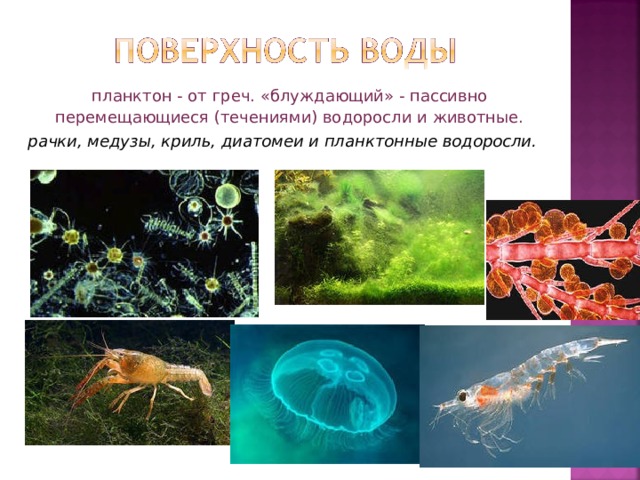 планктон - от греч. «блуждающий» - пассивно перемещающиеся (течениями) водоросли и животные.  рачки, медузы, криль, диатомеи и планктонные водоросли.