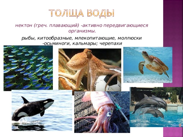 нектон (греч. плавающий) -активно передвигающиеся организмы.  рыбы, китообразные, млекопитающие, моллюски -осьминоги, кальмары; черепахи