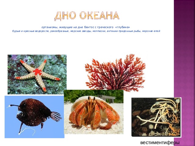 организмы, живущие на дне бентос с греческого «глубина» бурые и красные водоросли, ракообразные, морские звезды, моллюски, актинии придонные рыбы, морские елей  вестиментиферы