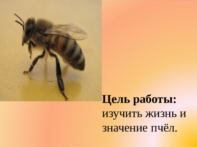 Цель работы:  изучить жизнь и значение пчёл.