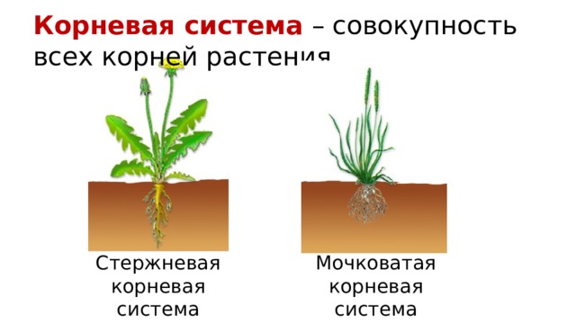 Корневая система – совокупность всех корней растения. Стержневая корневая система Мочковатая корневая система