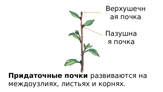Верхушечная почка Пазушная почка Придаточные почки развиваются на междоузлиях, листьях и корнях.