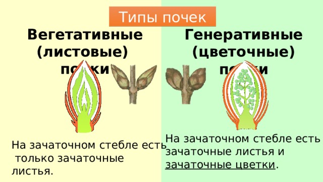 Чем отличаются вегетативные от генеративных. Вегетативная генеративная и смешанная почка. Вегетативные и генеративные почки растений.