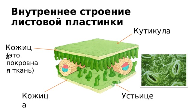 Внутреннее строение листовой пластинки Кутикула Кожица (это покровная ткань) Кожица Устьице