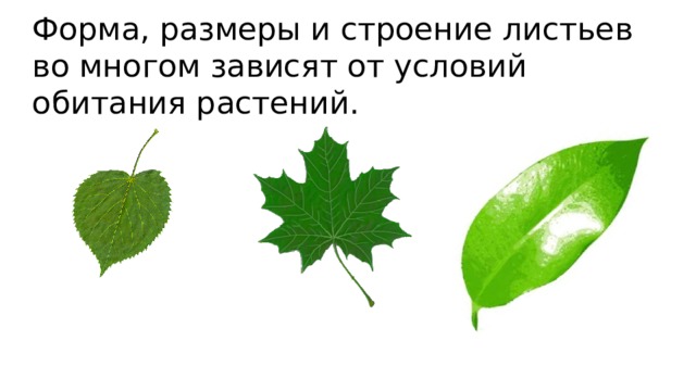 Форма, размеры и строение листьев во многом зависят от условий обитания растений.