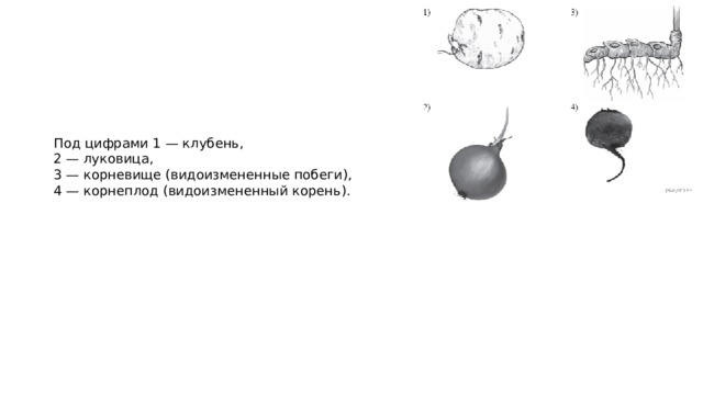 Под цифрами 1 — клубень, 2 — луковица, 3 — корневище (видоизмененные побеги), 4 — корнеплод (видоизмененный корень).