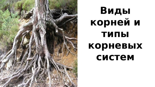 Виды корней и типы корневых систем