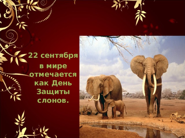 22 сентября в мире отмечается как День Защиты слонов .