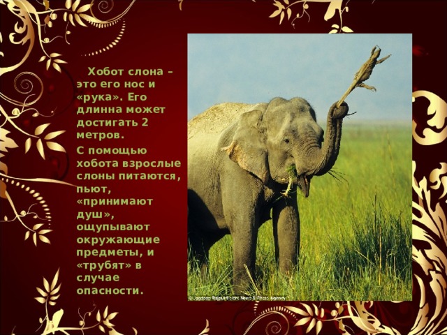 Хобот слона – это его нос и «рука» . Его длинна может достигать 2 метров . С помощью хобота взрослые слоны питаются , пьют , «принимают душ» , ощупывают окружающие предметы , и «трубят» в случае опасности .