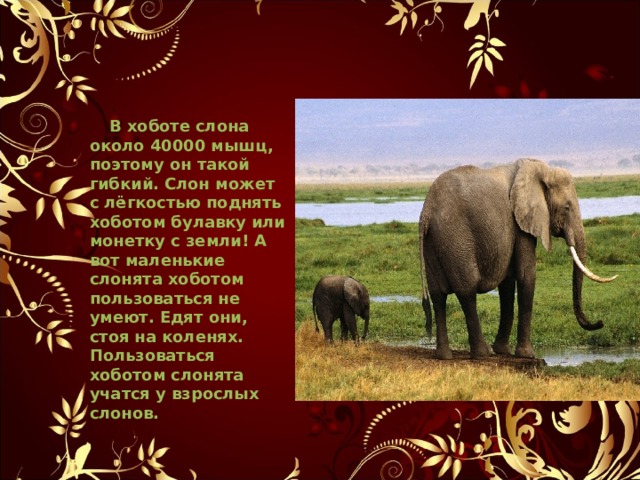 В хоботе слона около 40000 мышц , поэтому он такой гибкий . Слон может с лёгкостью поднять хоботом булавку или монетку с земли! А вот маленькие слонята хоботом пользоваться не умеют . Едят они , стоя на коленях . Пользоваться хоботом слонята учатся у взрослых слонов .