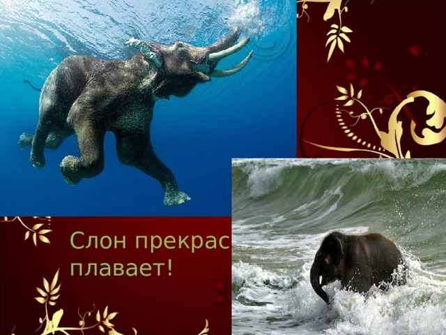 Слон прекрасно плавает!