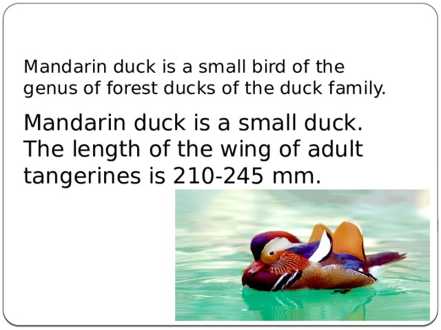 Mandarin duck is a small bird of the genus of forest ducks of the duck family. Mandarin duck is a small duck. The length of the wing of adult tangerines is 210-245 mm.