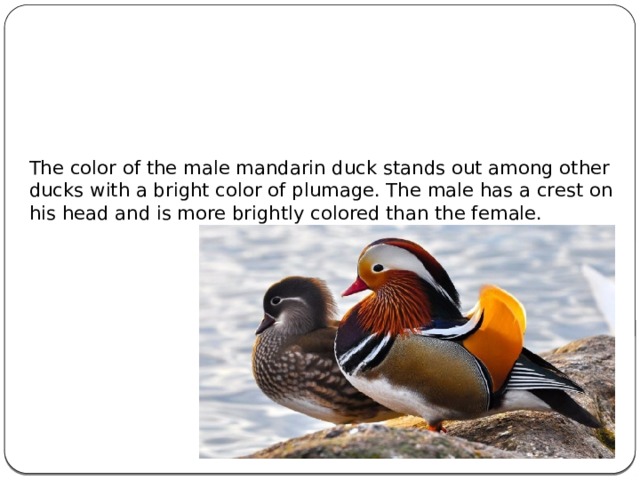 The color of the male mandarin duck stands out among other ducks with a bright color of plumage. The male has a crest on his head and is more brightly colored than the female.