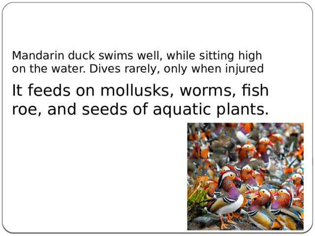 Mandarin duck swims well, while sitting high on the water. Dives rarely, only when injured It feeds on mollusks, worms, fish roe, and seeds of aquatic plants.
