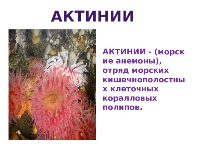 актинии  АКТИНИИ  -  (морские анемоны), отряд морских кишечнополостных клеточных коралловых полипов.