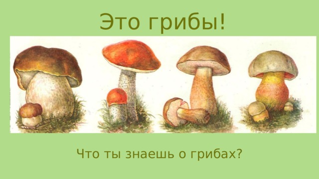 Это грибы! Что ты знаешь о грибах?