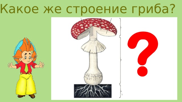 Какое же строение гриба?
