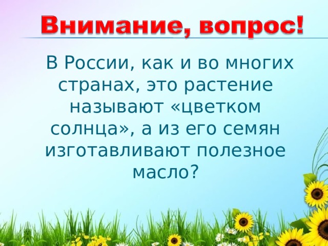   В России, как и во многих странах, это растение называют «цветком солнца», а из его семян изготавливают полезное масло?