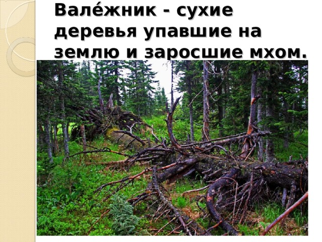 Вале́жник - сухие деревья упавшие на землю и заросшие мхом.