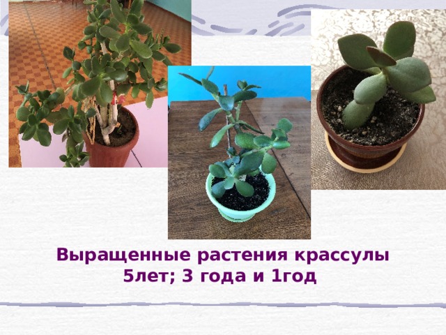 Выращенные растения крассулы  5лет; 3 года и 1год